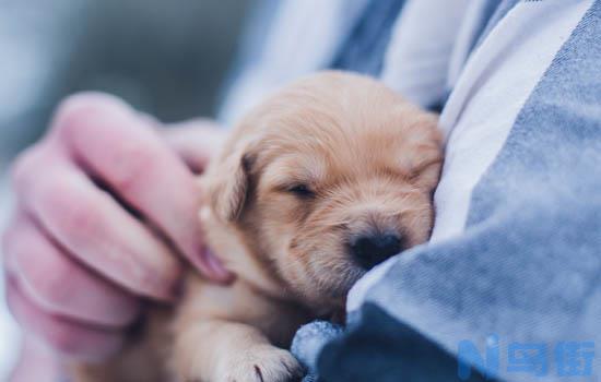 幼犬吃磨牙棒有危险吗？