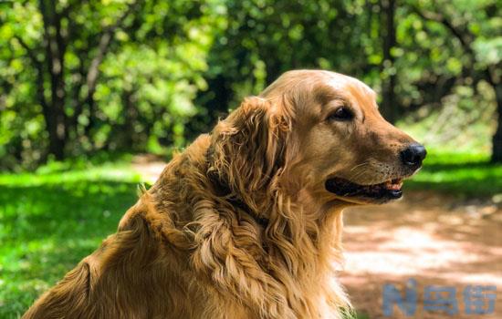 金毛犬眼睛流泪怎么治？