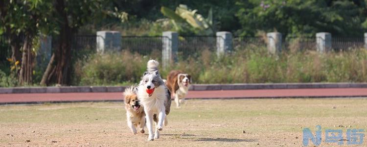 怎样养好边境牧羊犬？