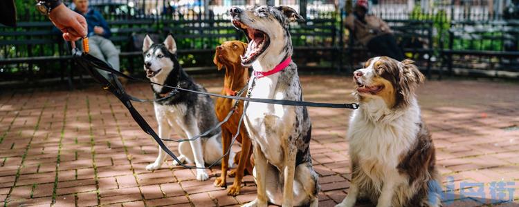 狗咬狗会传染狂犬病吗？