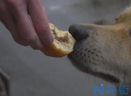 贵宾犬能吃面包吗？