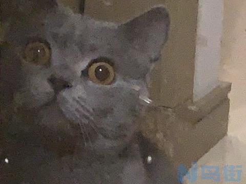 搬家有多大概率的猫传腹？