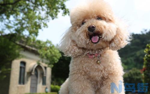 泰迪犬几个月换牙？