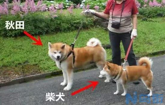 秋田犬就是柴犬吗？