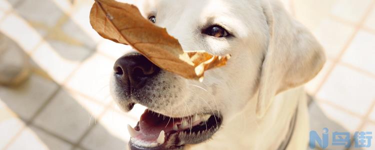 让狗抓破皮会得狂犬病吗？