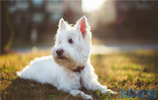 博美犬容易掉毛吗?？