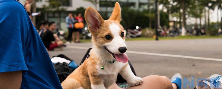 柯基幼犬怎么养,需要注意些什么?？