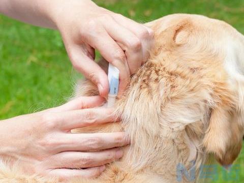 狗狗体外驱虫可以杀死跳蚤吗？