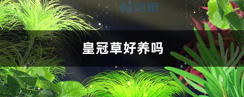 皇冠草可以插在底砂里吗