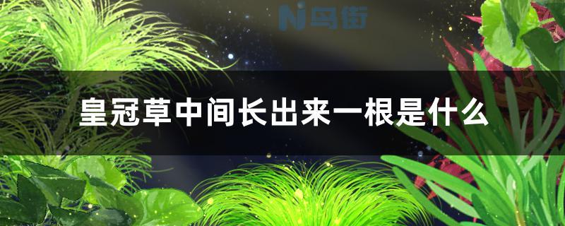 皇冠草中间长出来一根会开花吗