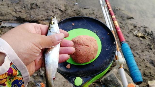 钓小白条鱼最佳饵料是什么？