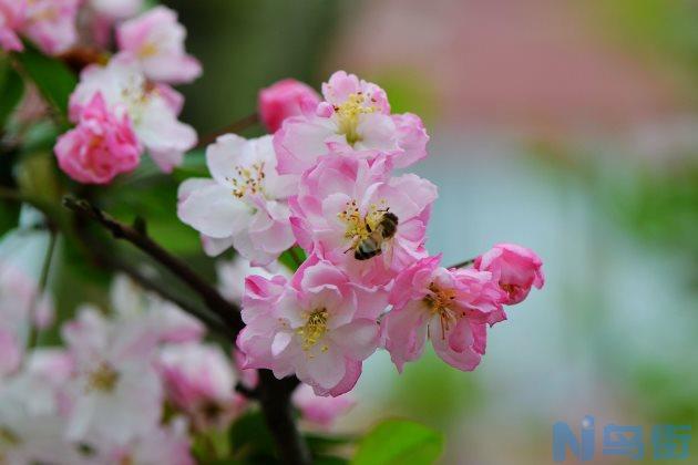 海棠花只长叶子不开花怎么办？