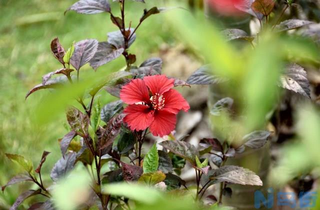 扶桑花掉花苞是什么原因？