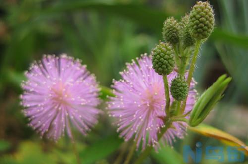 含羞草的花语是什么？