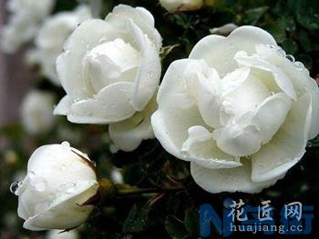 白蔷薇花语是什么？