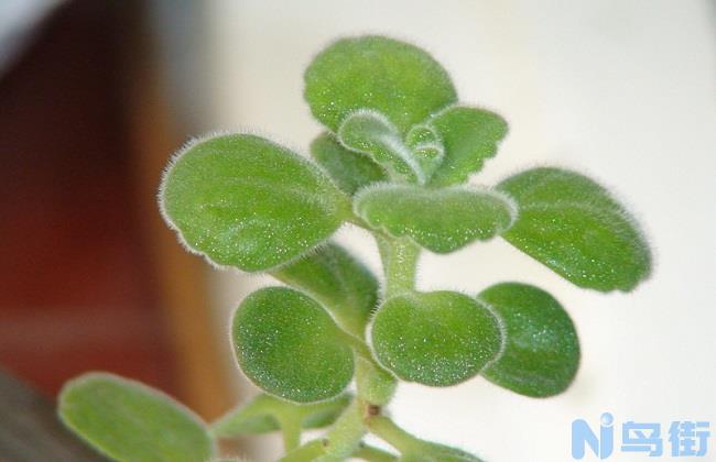 碰碰香开花吗？碰碰香什么时候开花？