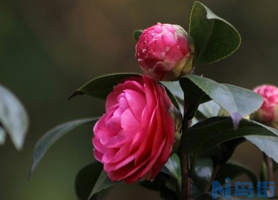 茶花如何嫁接？很详细的山茶花嫁接技术图解