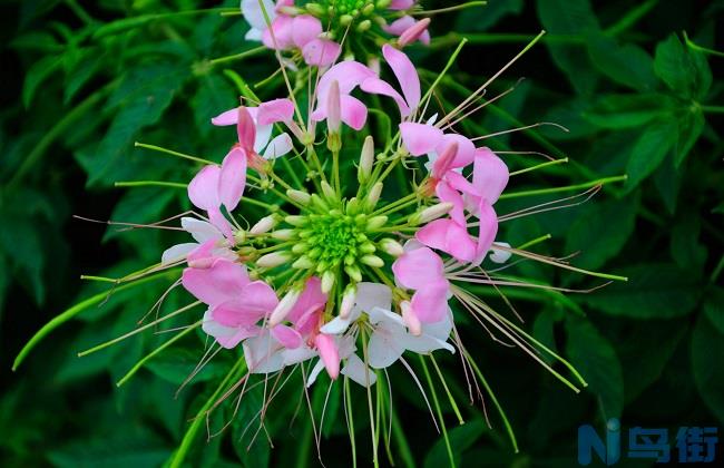 醉蝶花的花语是什么？