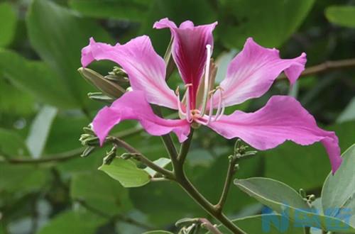 紫荆花花期怎么养护？