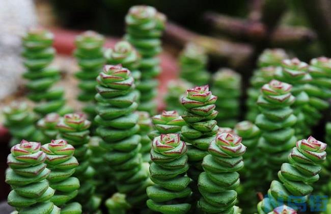 多肉植物钱串叶子干瘪怎么办？