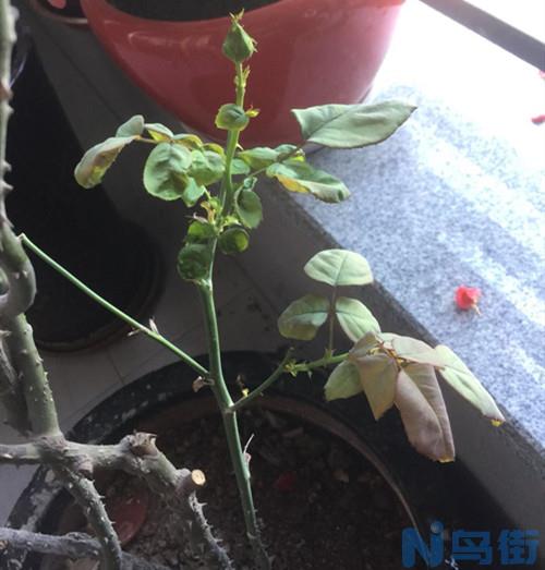 喷药后的新芽叶子又卷起是什么原因？