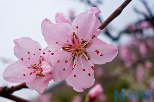 桃花怎么养？