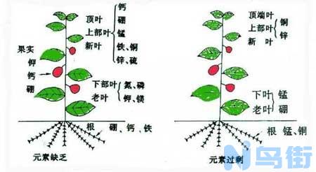 花草“缺素症”有怎样的表现？