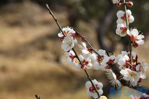 梅花要怎样种植？