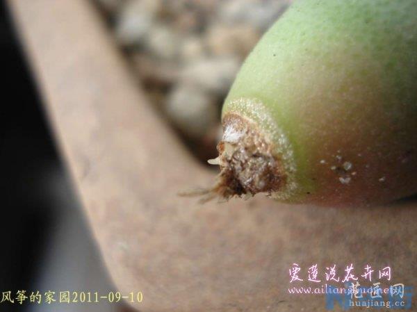 番杏科多肉植物烂根怎么处理？