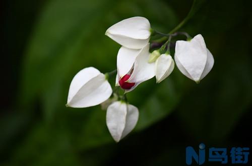 怎样让龙吐珠开花？