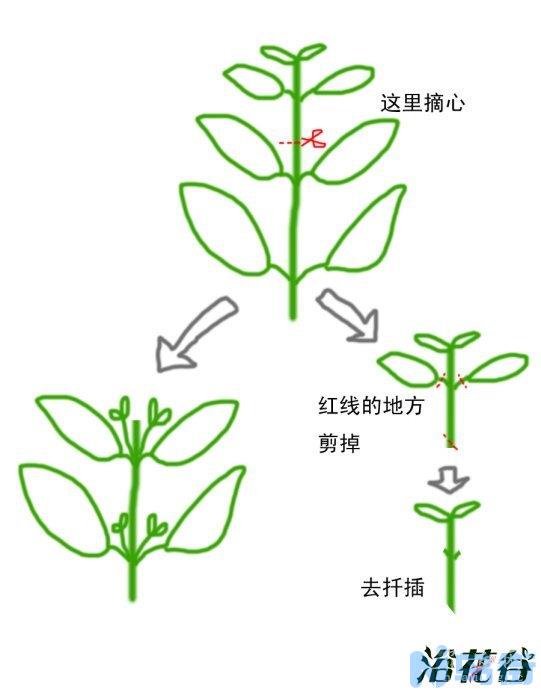 请问花卉打顶是什么意思？