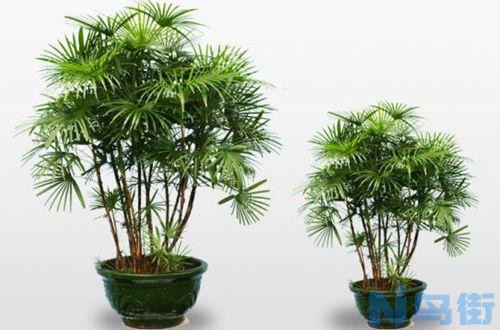 盆栽植物棕竹怎么养？