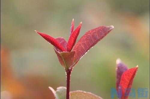 桂花树新芽枯萎什么原因？