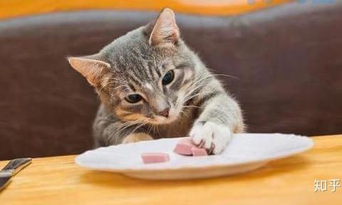 成功改掉猫挑食的毛病？