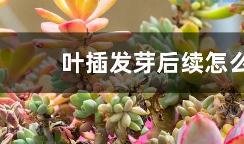 叶插发芽后续怎么处理？