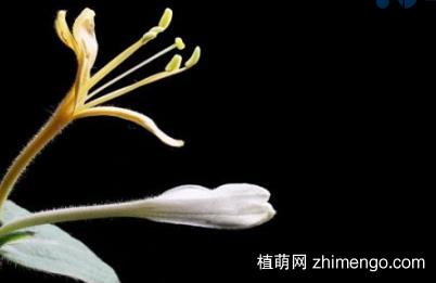 盆栽金银花用什么土，金银花盆栽土壤配比方法？