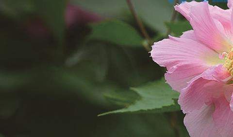 芙蓉花如何叶插？