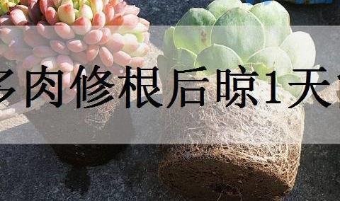 多肉修根后晾1天能上盆吗？