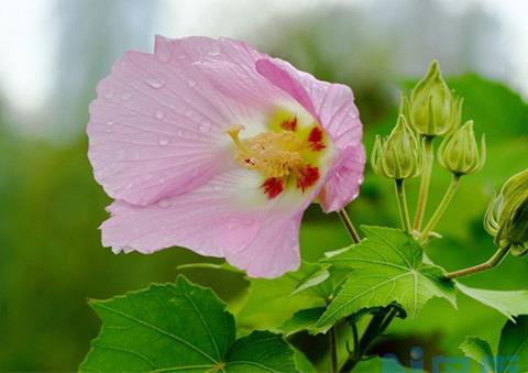 芙蓉花花期可以施肥吗 有哪些注意事项？