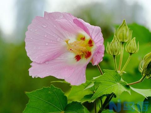 芙蓉花花期可以施肥吗 怎么施肥？