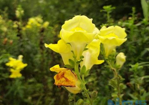 一个花盆种几棵辣椒好 盆栽辣椒需要多大盆？