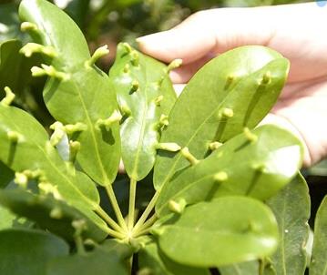 家中的花一旦有蚜虫 红蜘蛛怎么办？