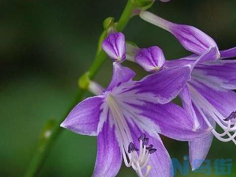 玉簪花有毒吗？可不可以室内养殖