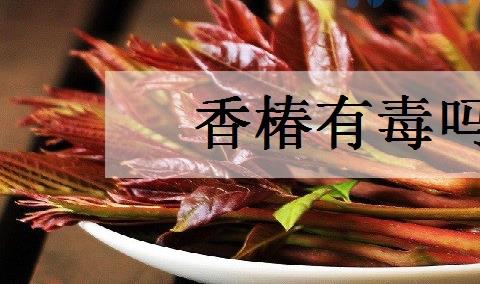 香椿有毒吗 对人体有没有伤害？