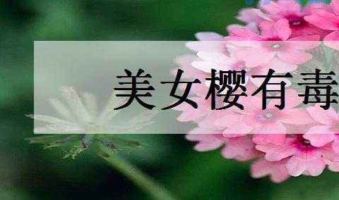 美女樱有毒吗 可不可以养在室内？