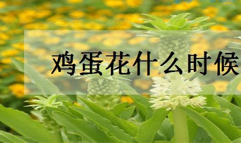 鸡蛋花什么时候开花 花期有多长？