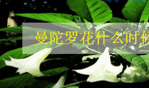 曼陀罗什么时候开花 花期是什么时候？