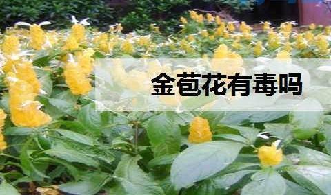 金苞花有毒吗 作用是什么？