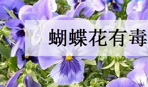 蝴蝶花有毒吗 可以养在室内吗？