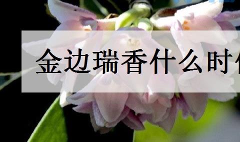 金边瑞香什么时候开花 花期有多长时间？